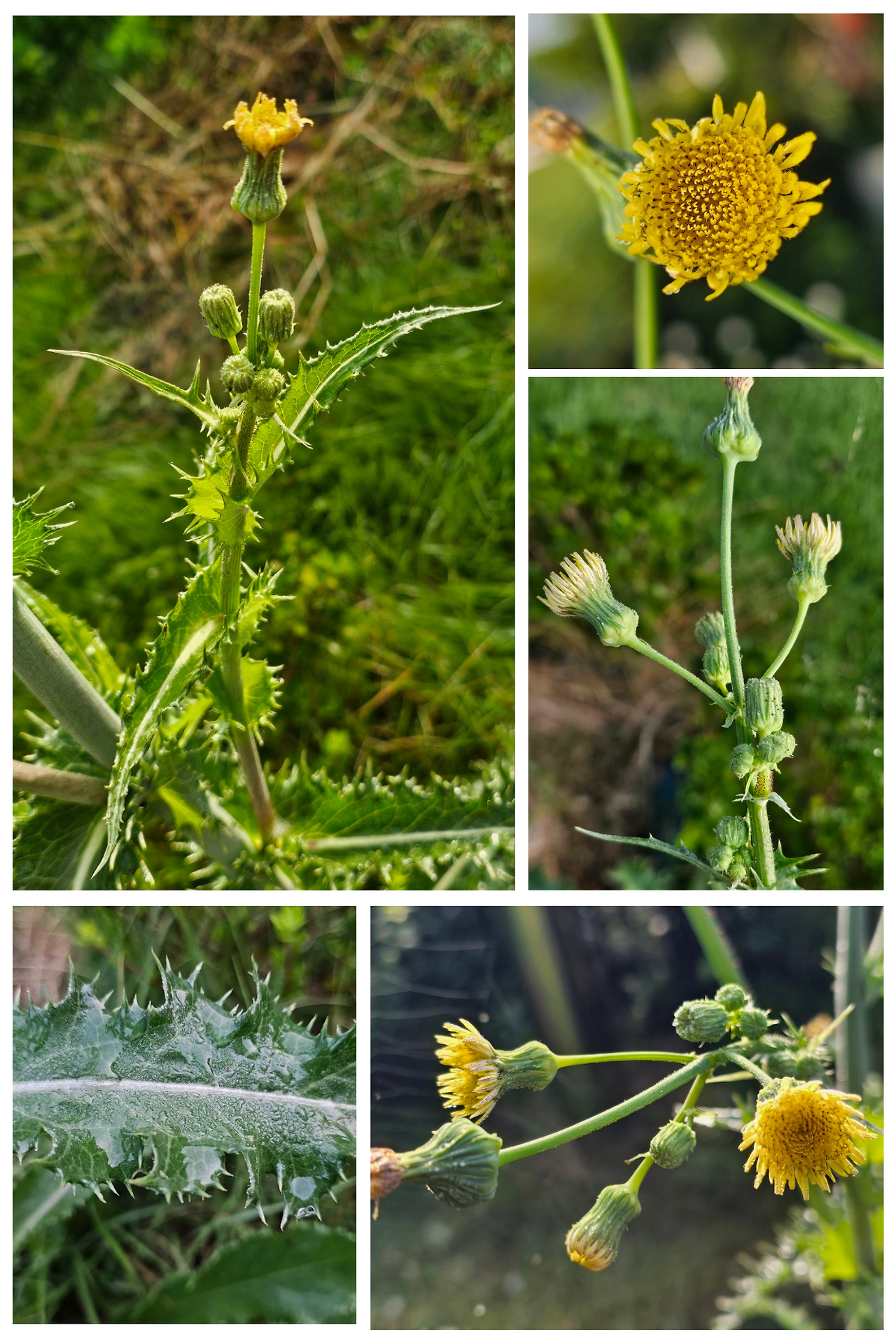 Brown Floral Mood Board Photo Collage.png