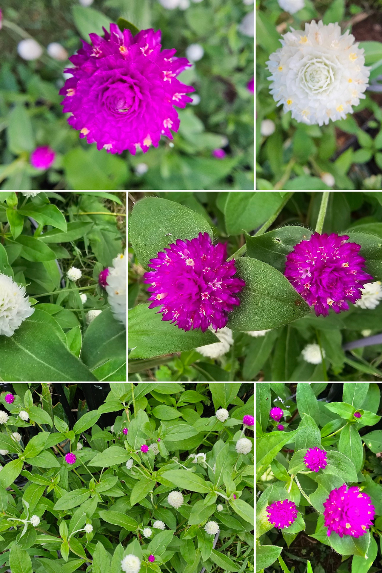 Beautiful Natural Scenery Aesthetics Mood Photo Collage.png