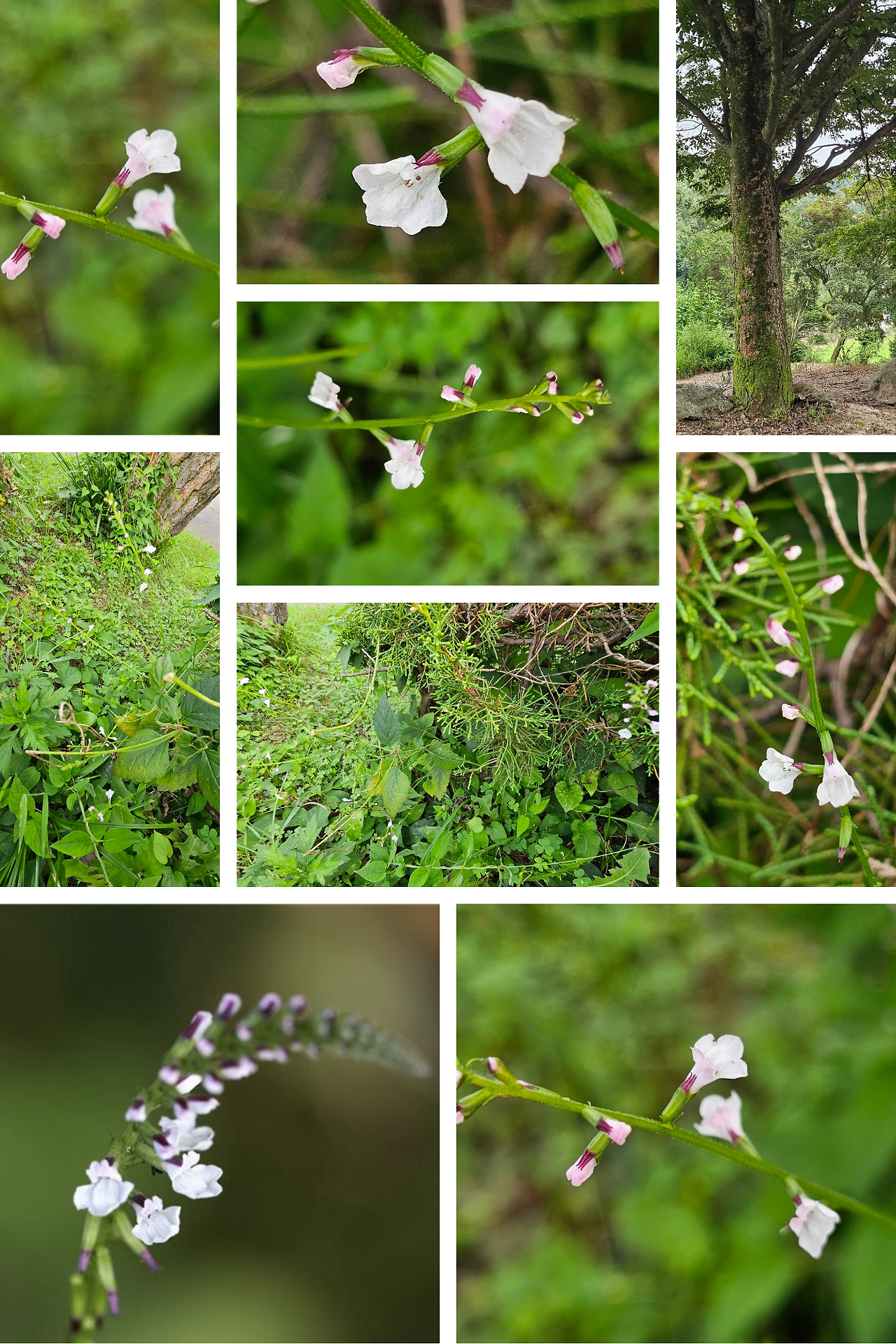 White Modern Best Friend Photo Collage.png