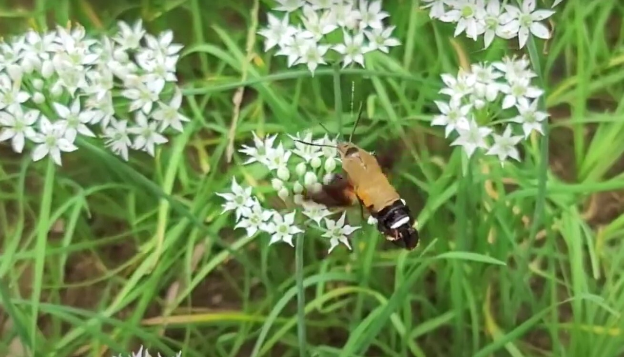 박각시 나방.png