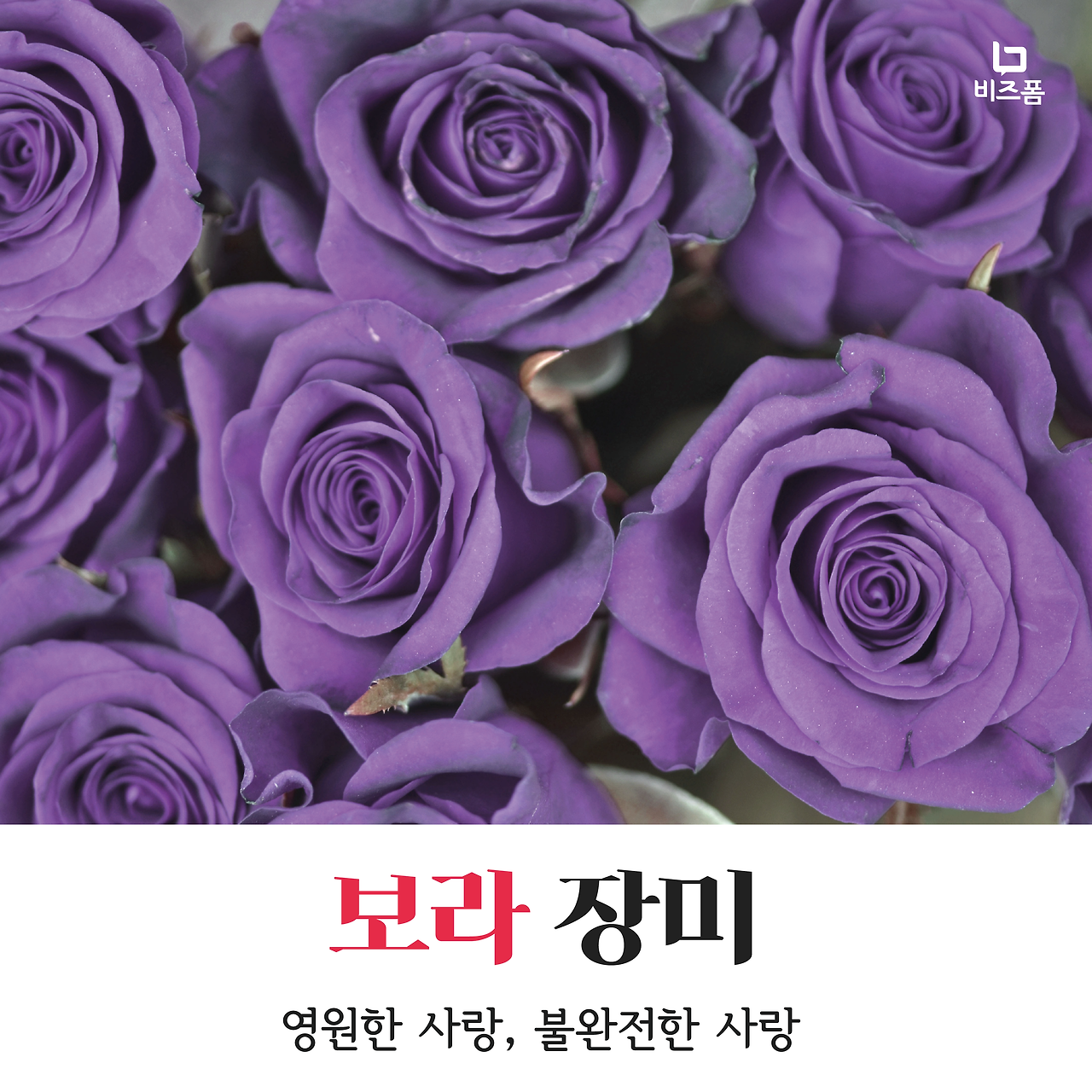 장미꽃색깔별의미-06.png