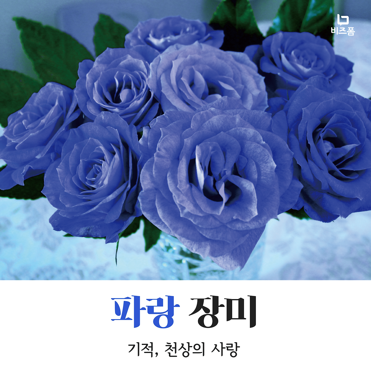장미꽃색깔별의미-05.png