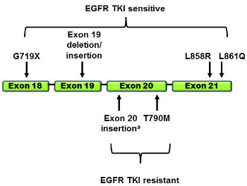 egfr-nsclc-revised2 (1).png