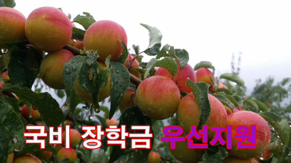 7-국비 장학금 우선지원 복사.png