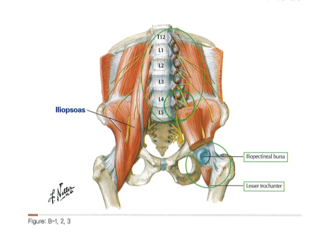 psoas06.png