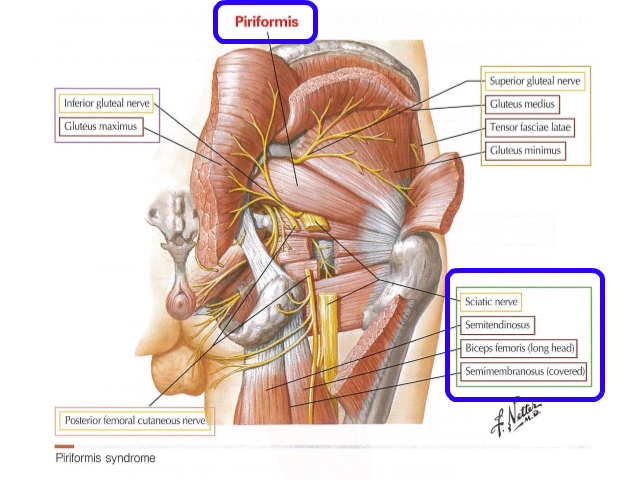 piriformis01.png