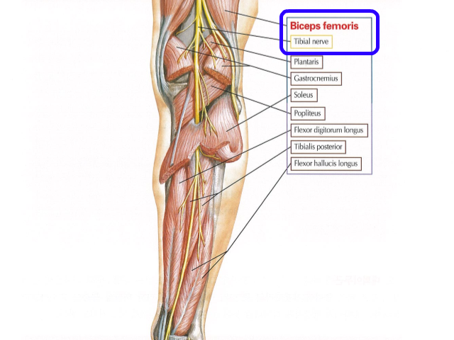 tibialnerve02.png