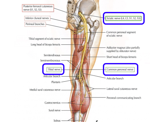 sciaticnerve01.png