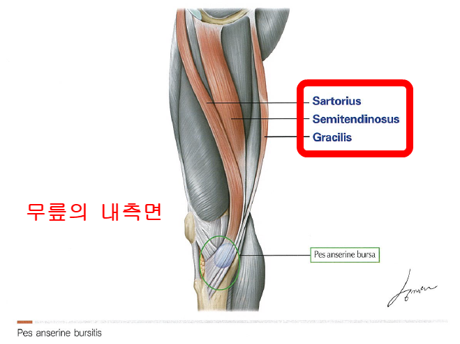 pesanserinebursitis1.png