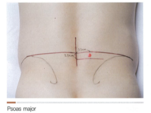 psoas_major01.png