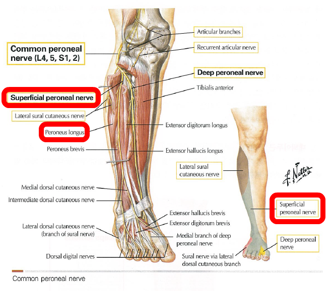 superficialperonealnerve.png