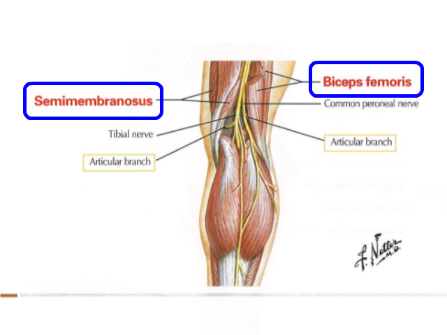 semimembranosus01.png