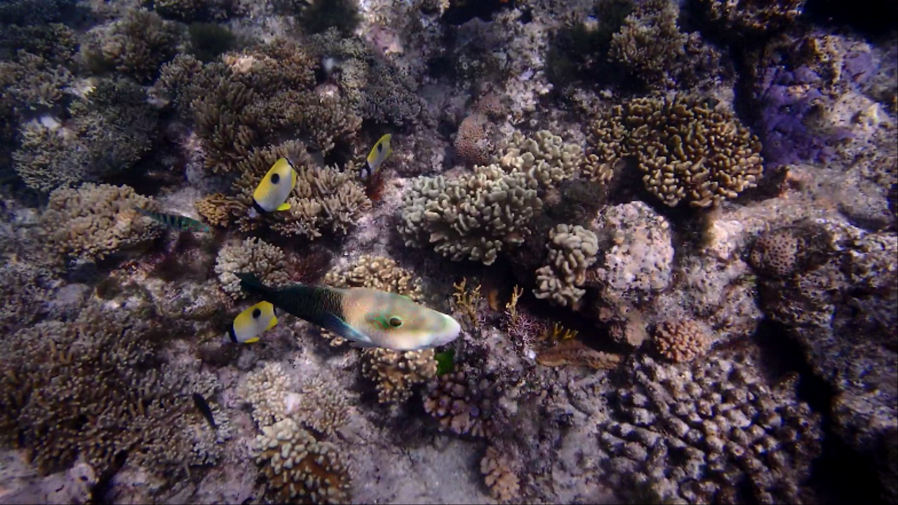 P9140108 0000009103ms.png