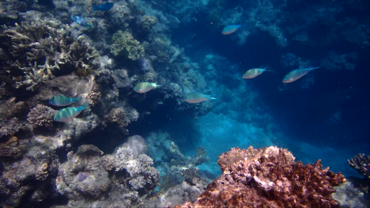 P9140086 0000009151ms.png