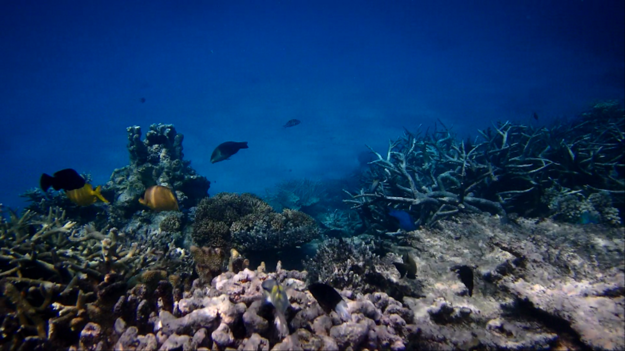 P9140083 0000005662ms.png