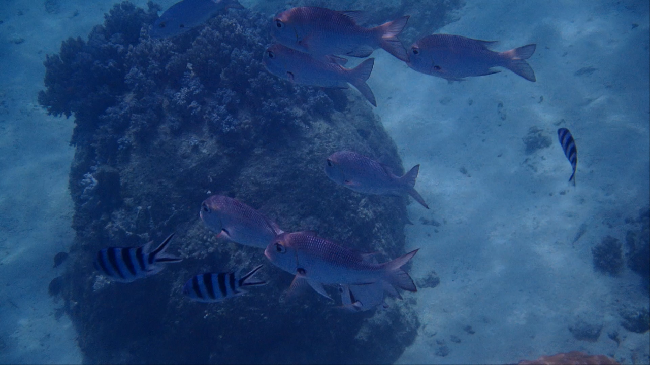 P9140051 0000000000ms.png