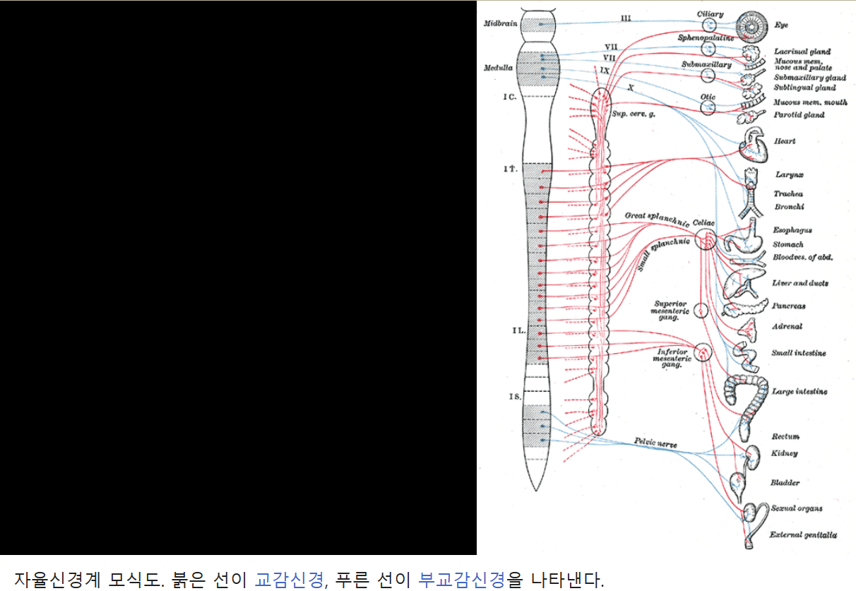 교감 부교감 신경.png