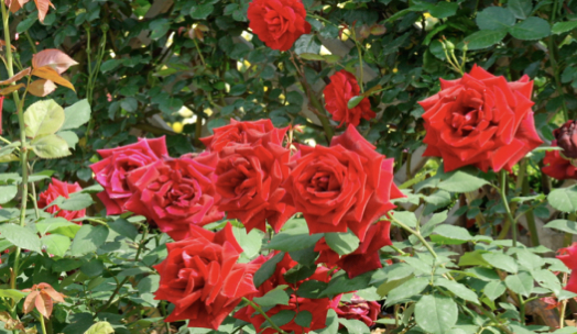 PixelSnap 2019-03-29 at 11.43.46.png