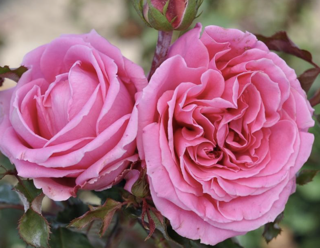 PixelSnap 2019-03-29 at 11.43.16.png