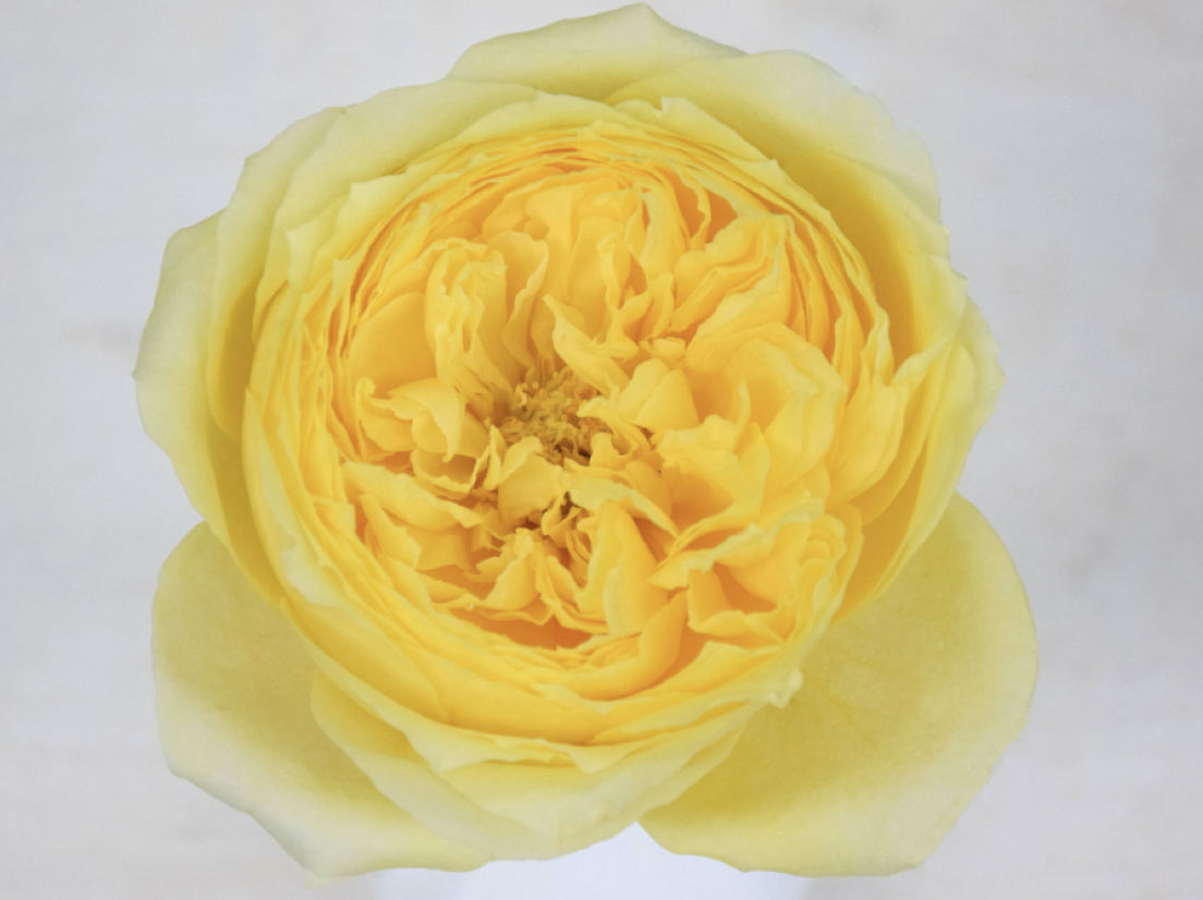 PixelSnap 2019-03-29 at 11.41.47.png