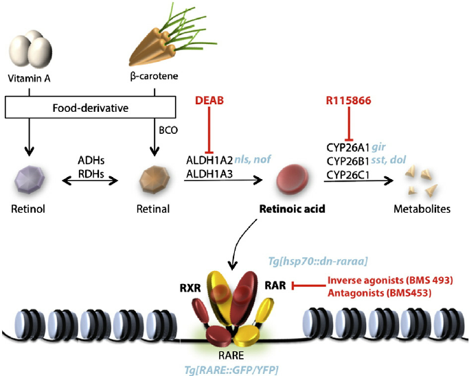 Fig-1-A-toolkit-to-study-retinoic-acid-functions-The-main-source-of-retinol-comes-from.png