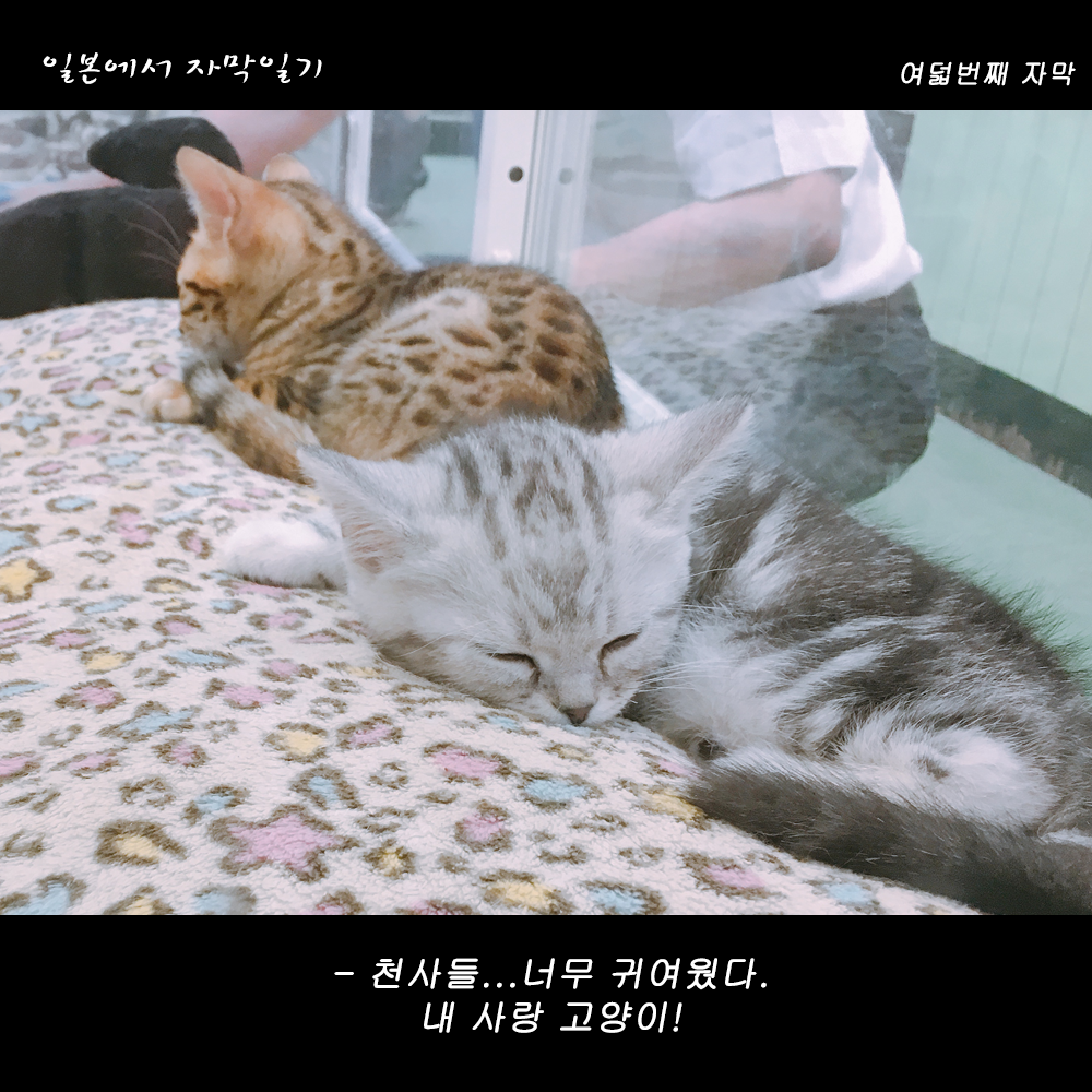 자막버전 copy 4.png