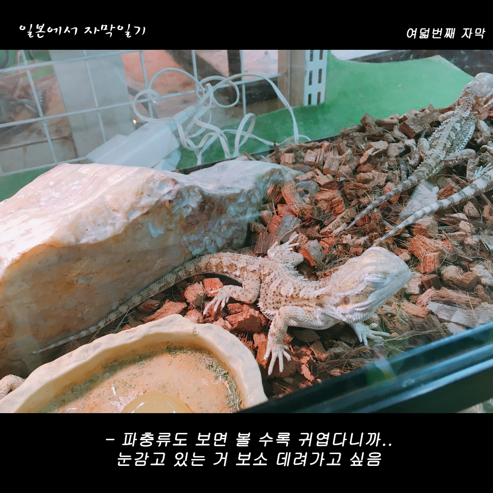 자막버전 copy 6.png