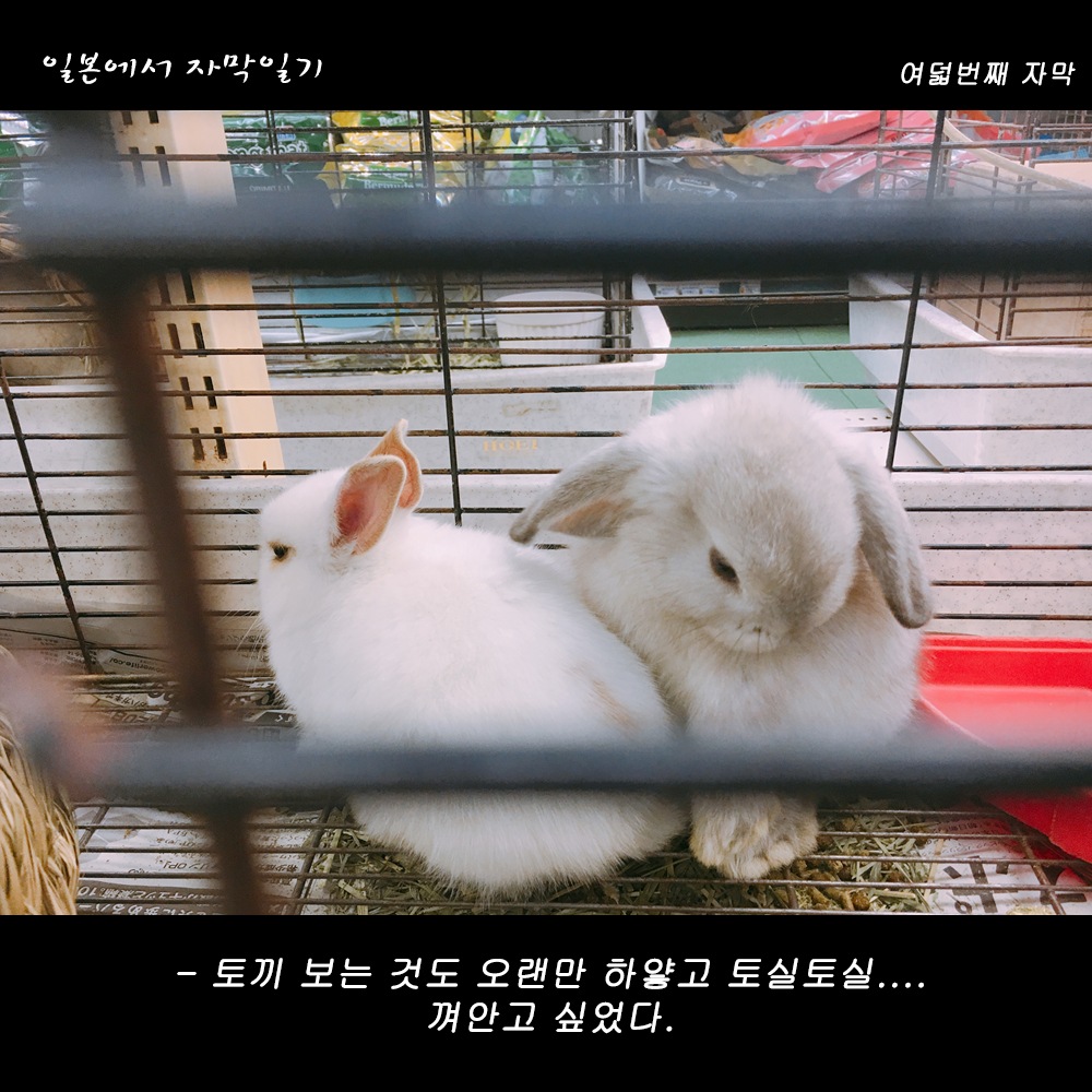 자막버전 copy 5.png