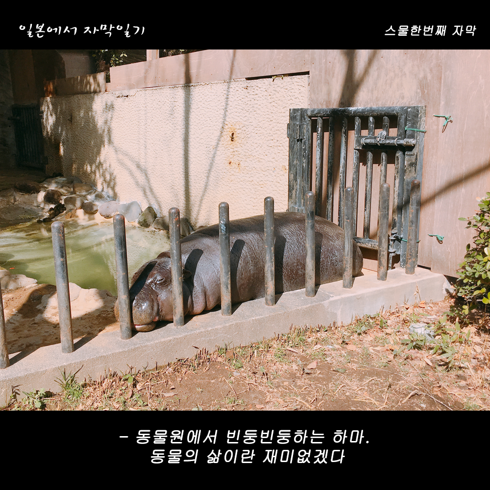 자막버전 copy 4.png