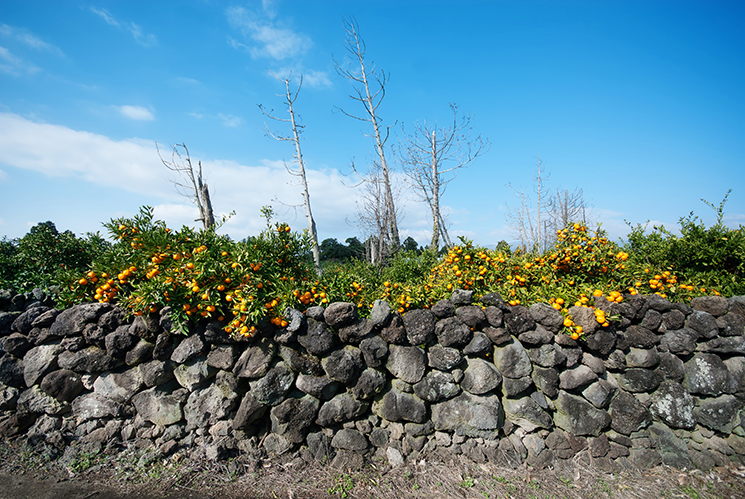 제주 돌담 감귤.png