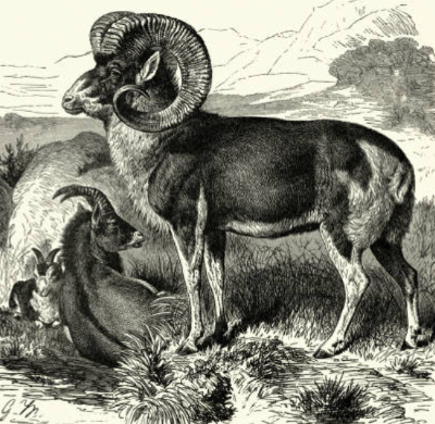 마르코폴로 양.png