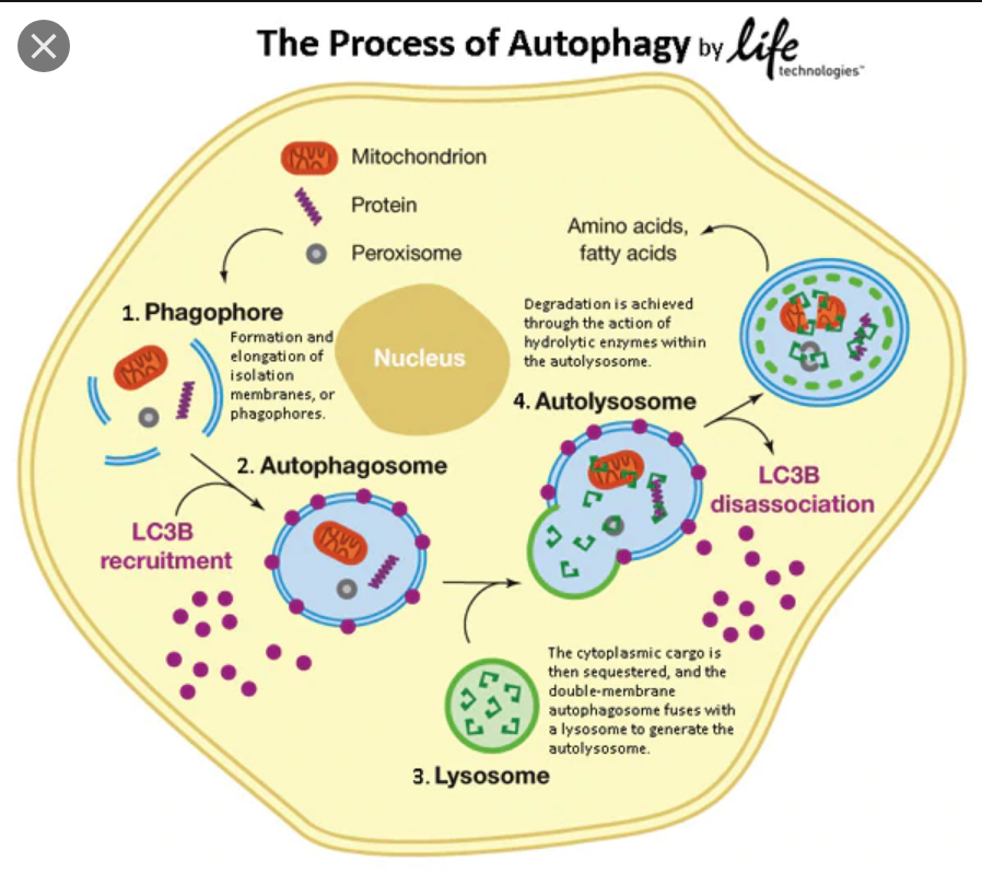 Screenshot 2020-05-26 at 12.36.29 PM.png