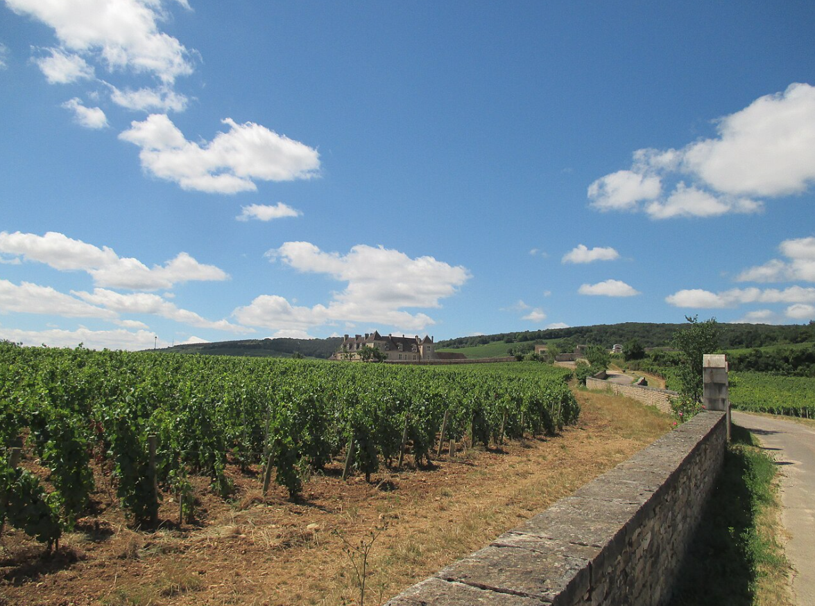 vignoble Clos de Vougeot.png