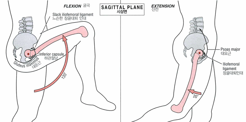 스쿼트시 무릎통증, 무릎은 잘못없다1.png
