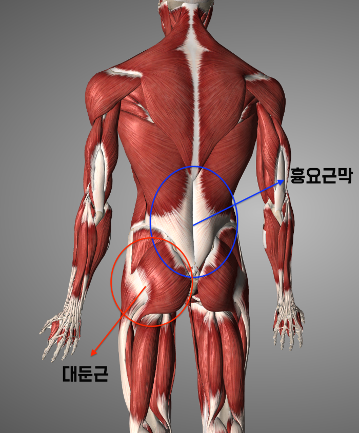 스쿼트할 때 골반이 말리면 잘못된 거라고?67.png