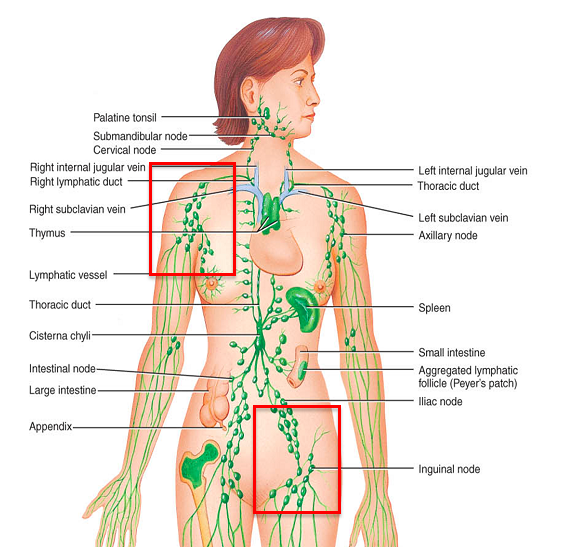 부분적인 살빼기7.png