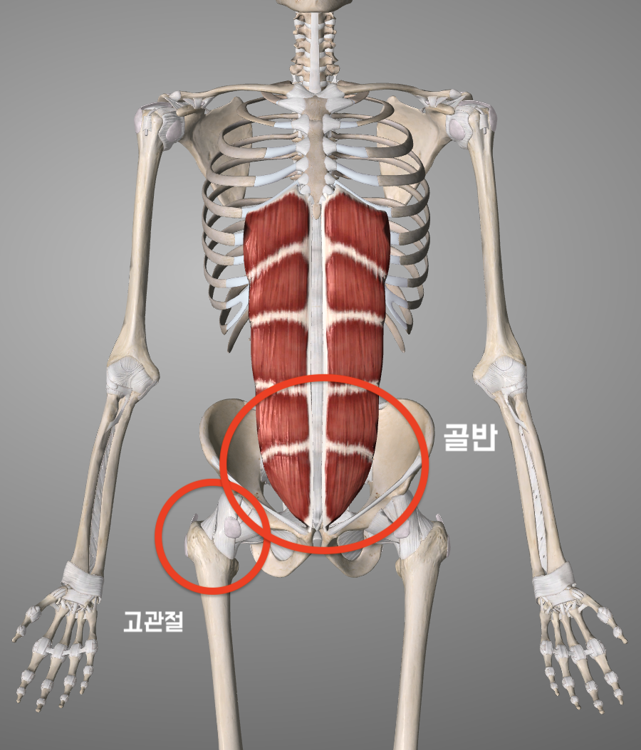 체육시간 윗몸일으키기는 복근운동이 맞을까?6.png