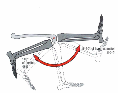 스쿼트시 무릎통증, 무릎은 잘못없다.png