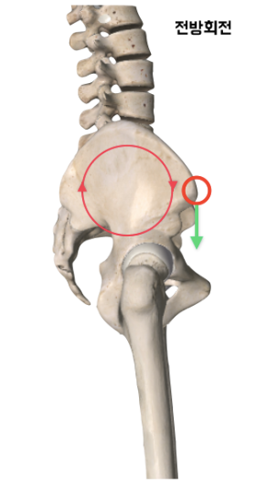 스쿼트시 무릎통증 무릎은 잘못없다.png