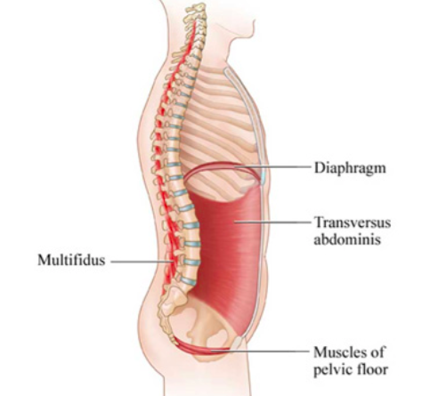 플랭크를 잘하면 코어는 튼튼한가6.png