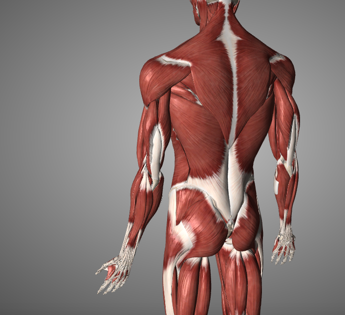 등운동을 위한 첫번째 과정.png