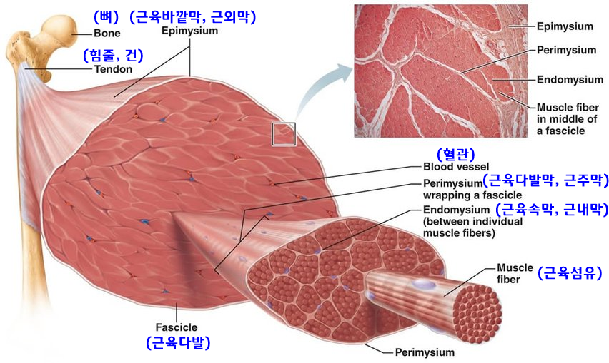 근육통_근육 구조.png