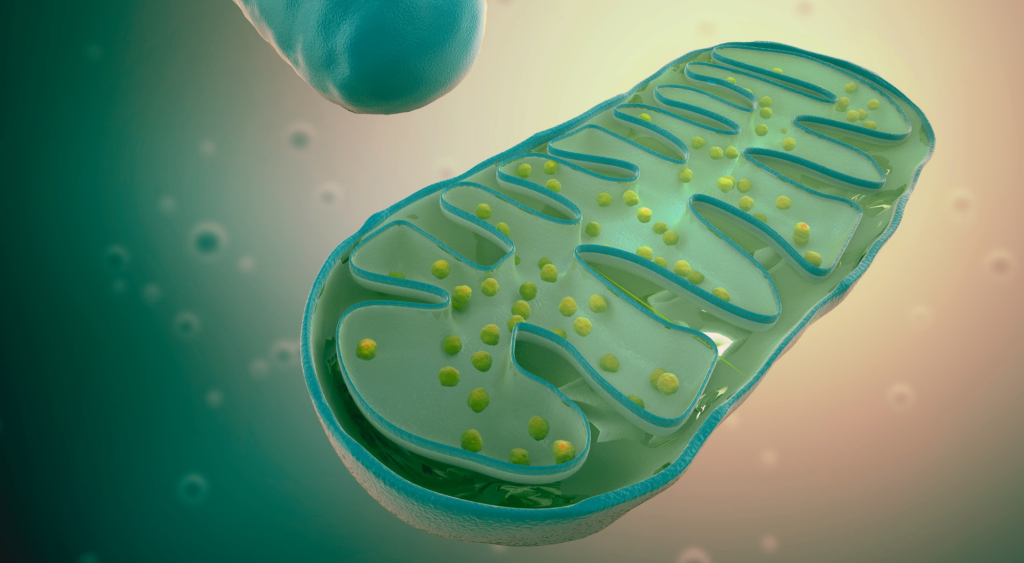 미토콘드리아와 함께_미토콘드리아.png