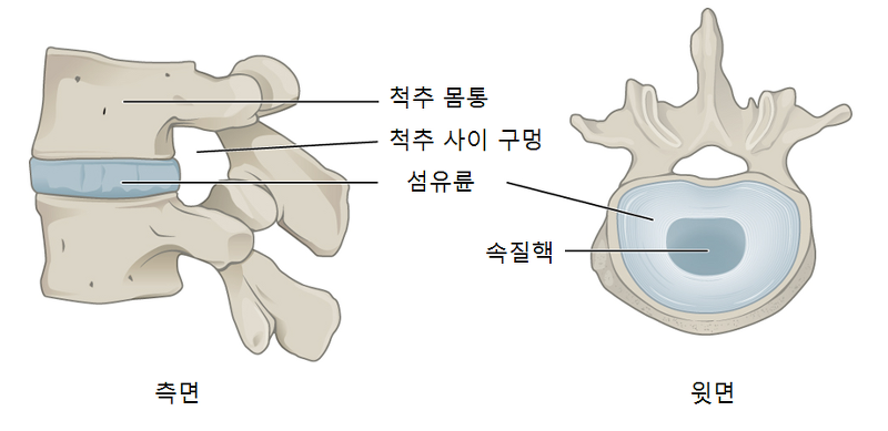 척주원반_디스크_추간판.png