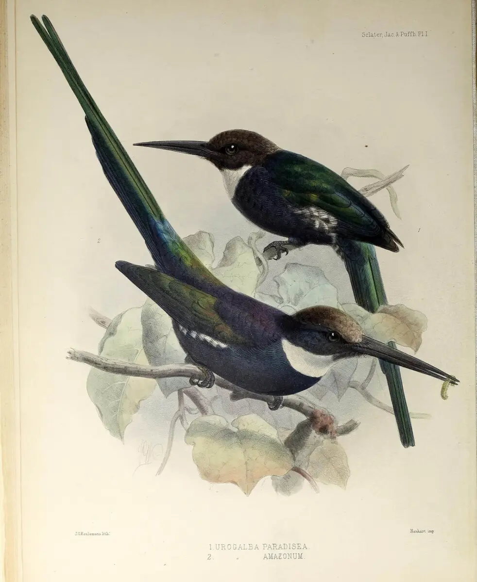 Ariramba-a-monograph-of-the-jacamars-and-puff-birds2c-or-families-galbulid-and-bucconid.png