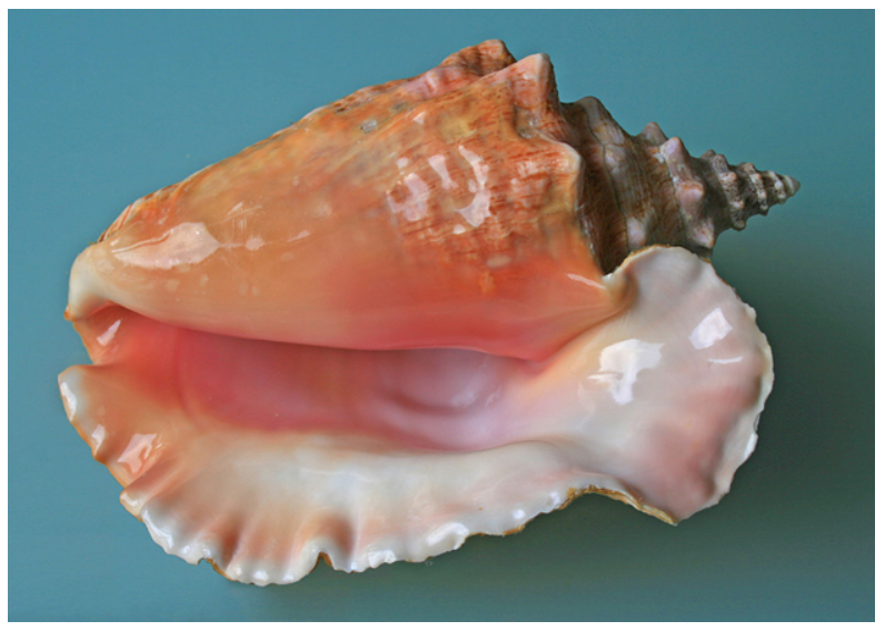 여왕소라고동concha shell.png