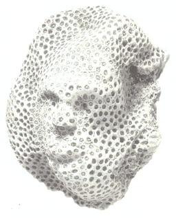 달의 여신_과달루페섬.png