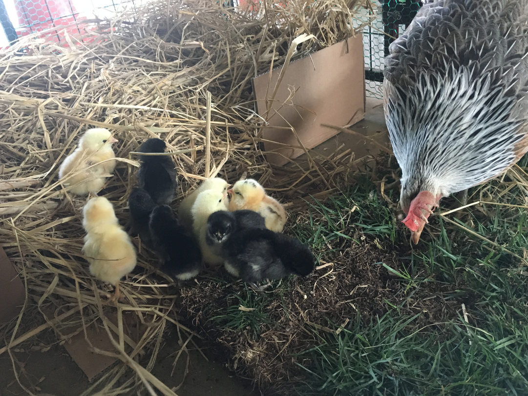 스크린샷 2017-04-24 오전 12.52.11.png