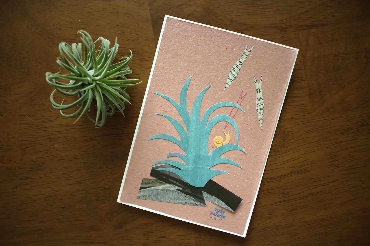 21_10 tillandsia.png