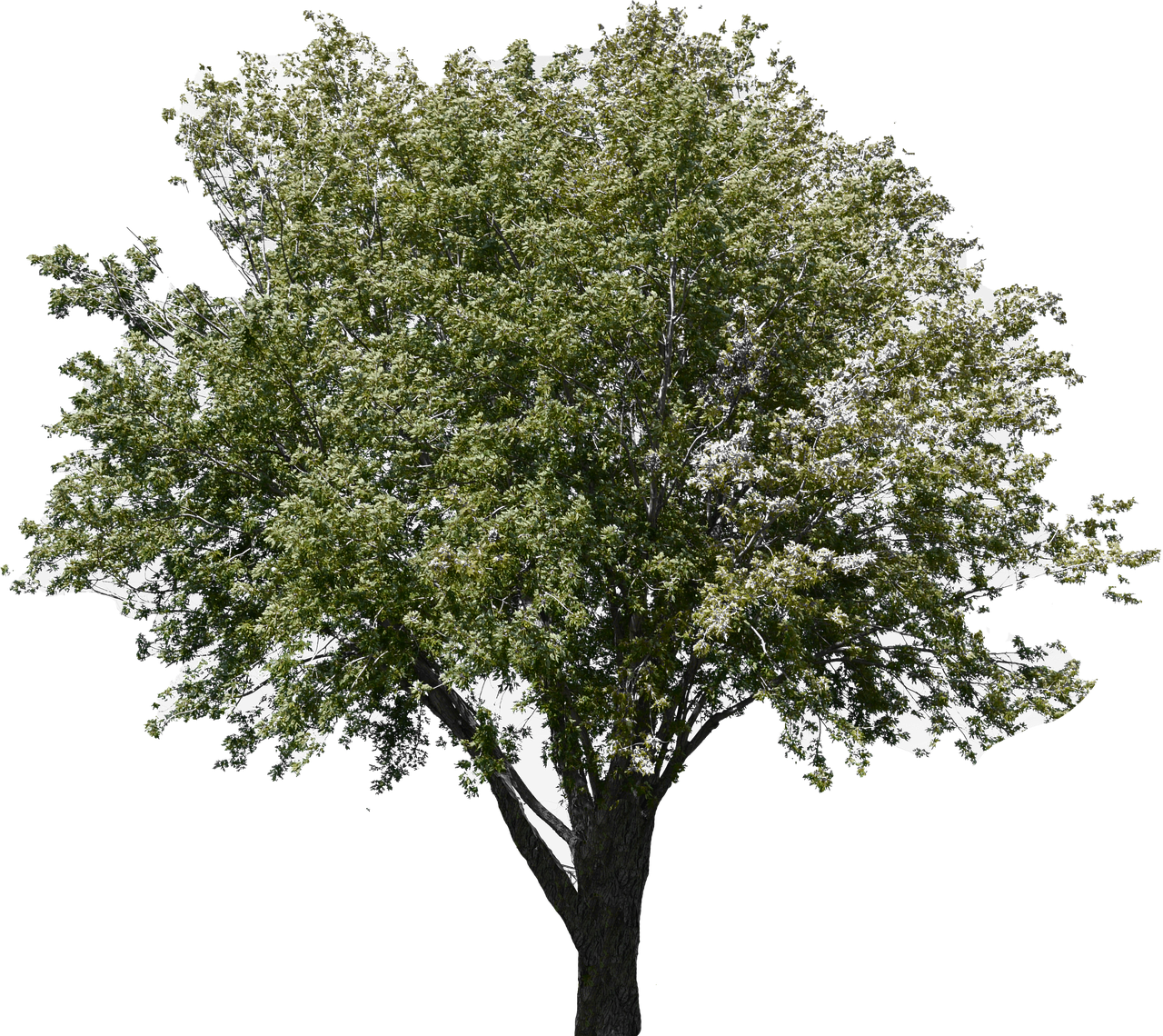 tree-3707715_1280.png
